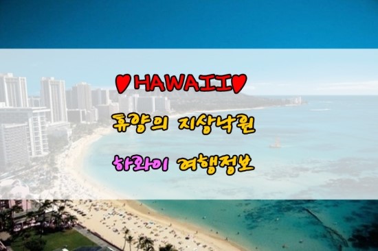 알로하풍선 이미지