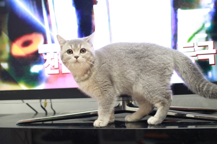 발렌헤어 이미지