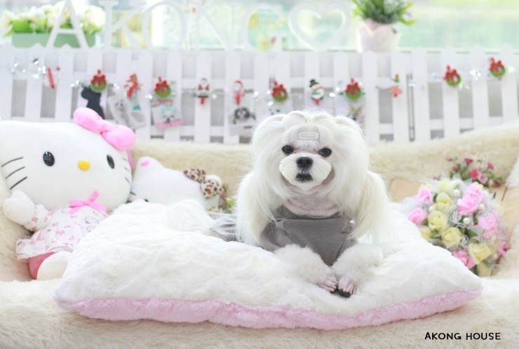꼬지하우스 이미지