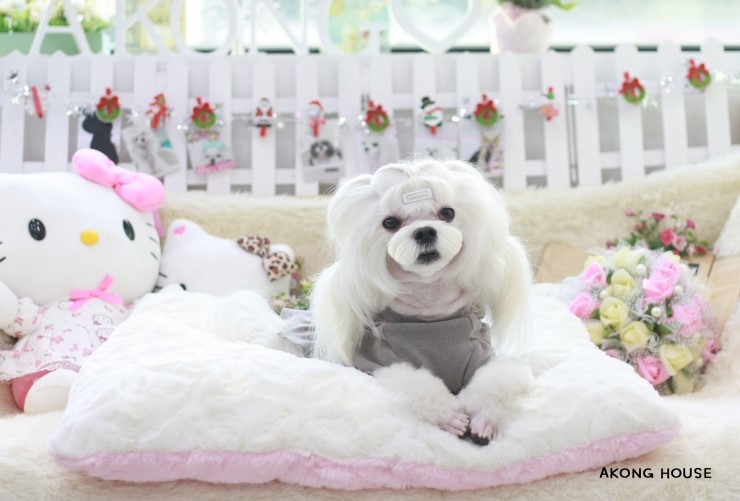 꼬지하우스 이미지
