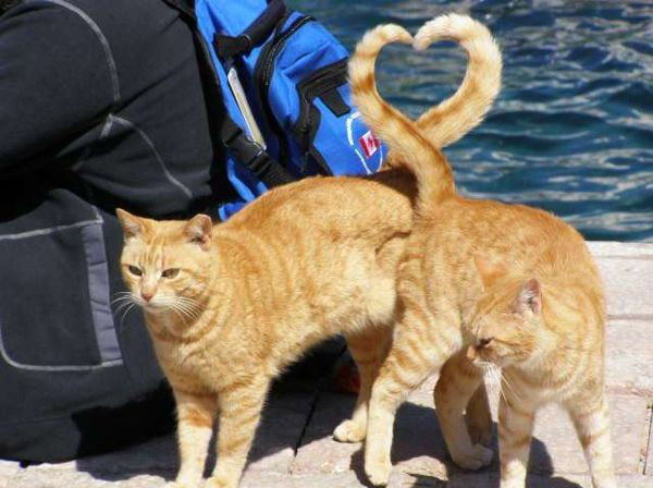 앙큼한고양이 이미지