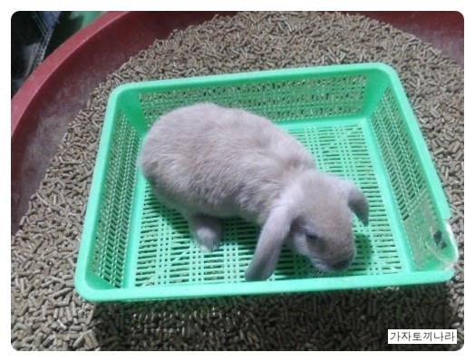 가자토끼나라 이미지