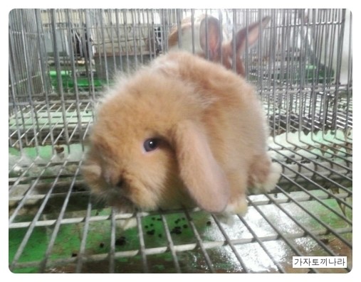 가자토끼나라 이미지