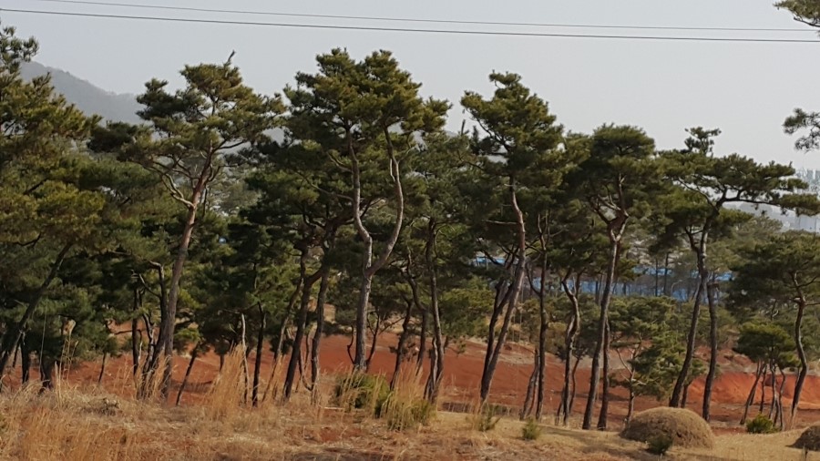 금마조경 이미지