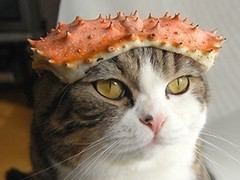 키요시 이미지