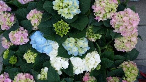 가람꽃집 이미지