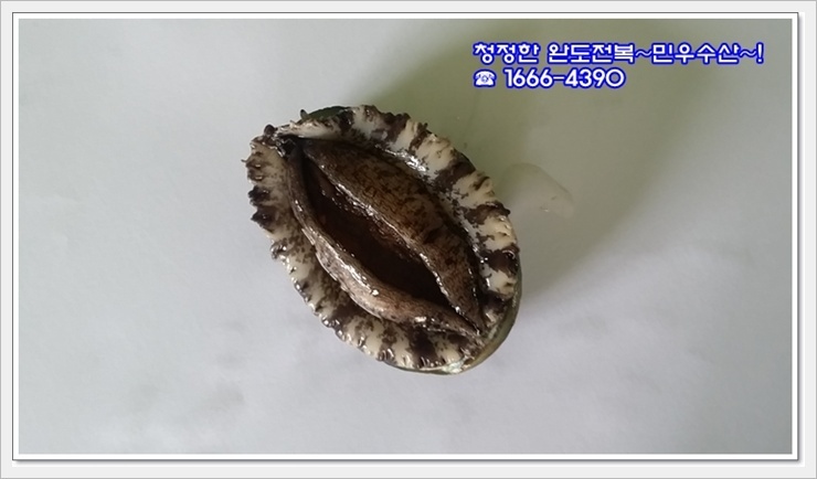 완도참전복 이미지