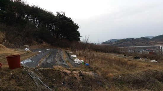 체리포포 이미지