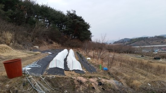 체리포포 이미지