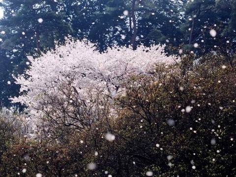 디자인봄 이미지