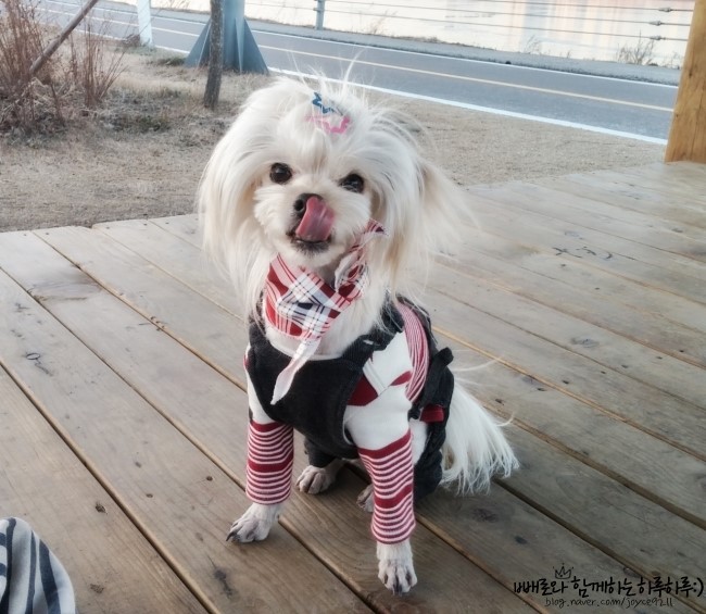 빼로(perro) 이미지
