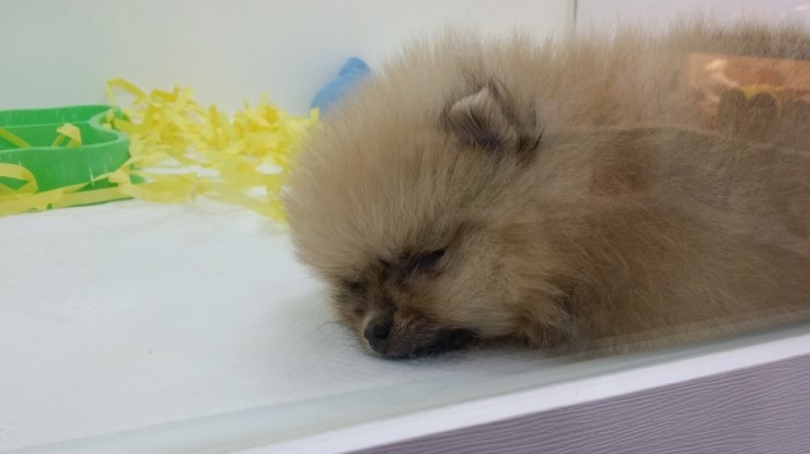 바우 이미지