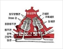 간의 구조와 기능 : 네이버 블로그