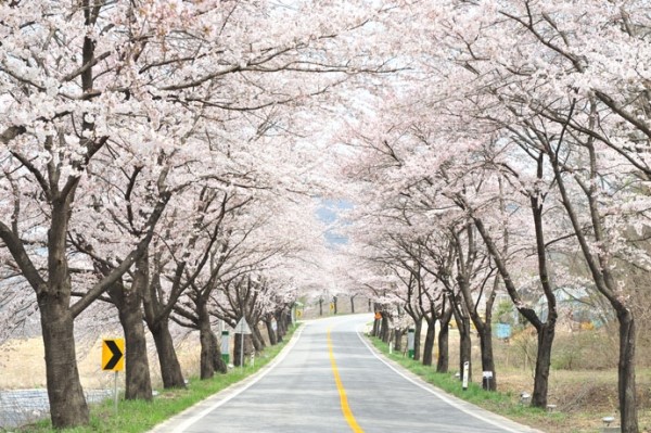 사단법인 제천문화예술위원회 이미지
