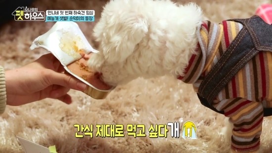 소나무하우스 이미지