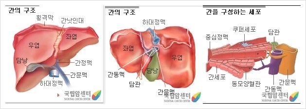 간의 구조와 기능 : 네이버 블로그