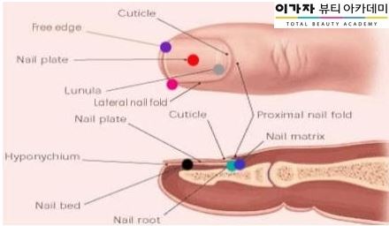 네일;연이가 이미지