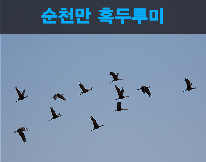 두루미컷 이미지