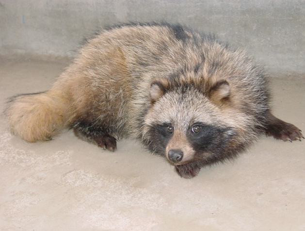 라쿤(Racoon) 이미지