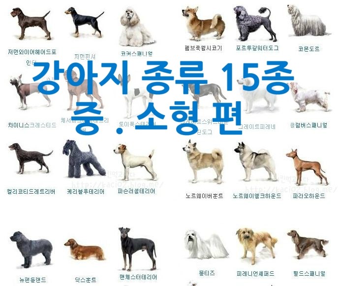 강아지 종류 애완견 품종 사진