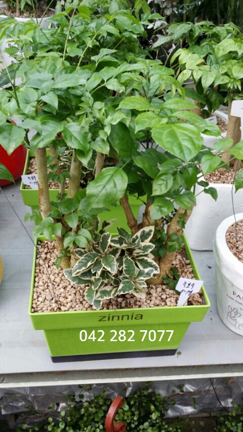가람꽃집 이미지
