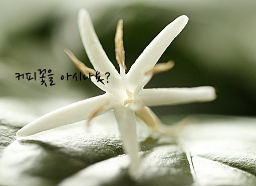 커피해요 이미지