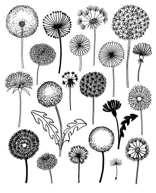 민들레 그림 도안자료 민들레스케치 스크랩자료 Dandelion : 네이버 블로그