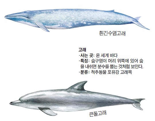 고래수염 이미지