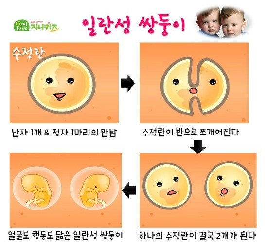 [슈퍼맨/오마베] 쌍둥이? 삼둥이? 일란성과 이란성 다둥이가 태어나는 이유♣ 지니키즈가 알려드려요~* : 네이버 블로그