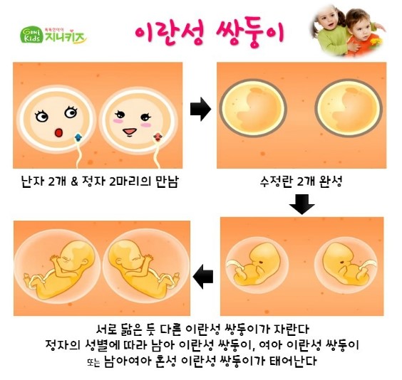 [슈퍼맨/오마베] 쌍둥이? 삼둥이? 일란성과 이란성 다둥이가 태어나는 이유♣ 지니키즈가 알려드려요~* : 네이버 블로그