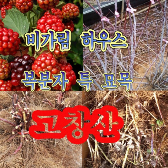 척추근육강화기 이미지