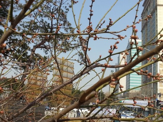 여래장의 이미지