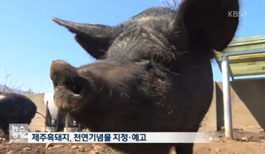 제주흑돼지 이미지
