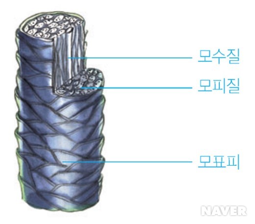 샤르망헤어아트 이미지