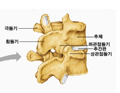 흉추=등뼈•추체•추골•추궁•추공•척추관•횡돌기•상관절돌기•관절돌기•후관절=면관절•하관절돌기 : 네이버 블로그