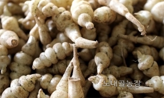 홍천노내골농장 이미지