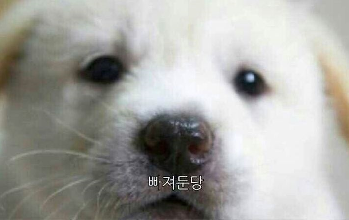 화이트스쿨 이미지
