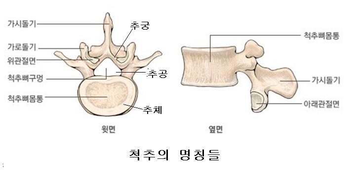흉추=등뼈•추체•추골•추궁•추공•척추관•횡돌기•상관절돌기•관절돌기•후관절=면관절•하관절돌기 : 네이버 블로그