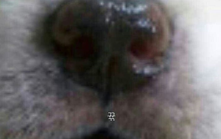 화이트스쿨 이미지