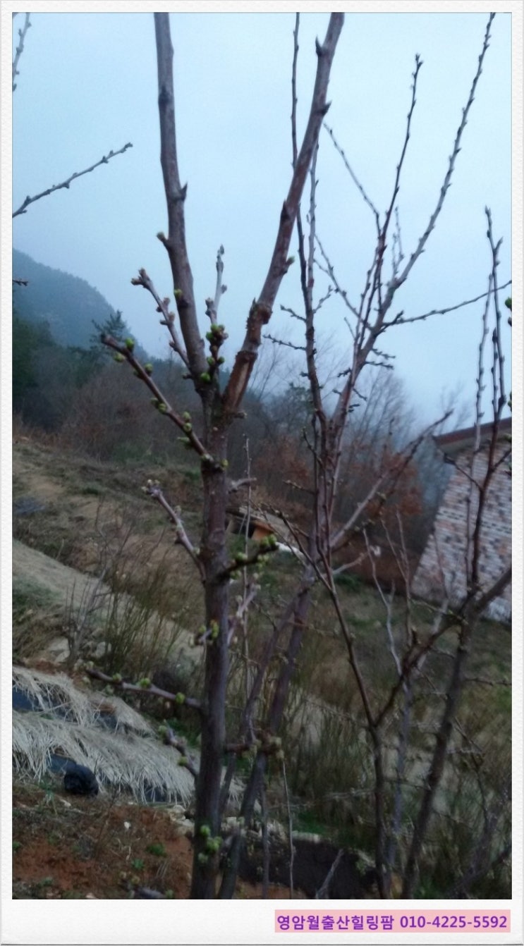 월출산힐링팜 이미지