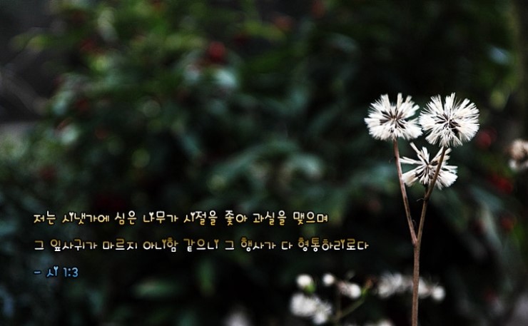 (주)시냇가에심은나무 이미지