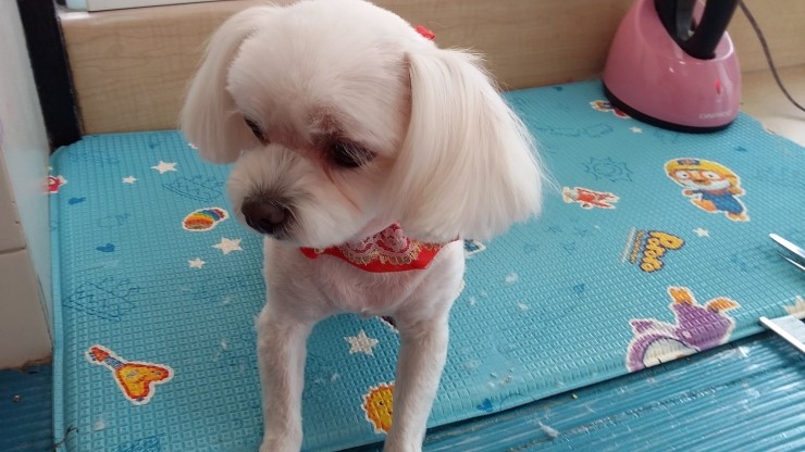 뽀삐미용실 이미지