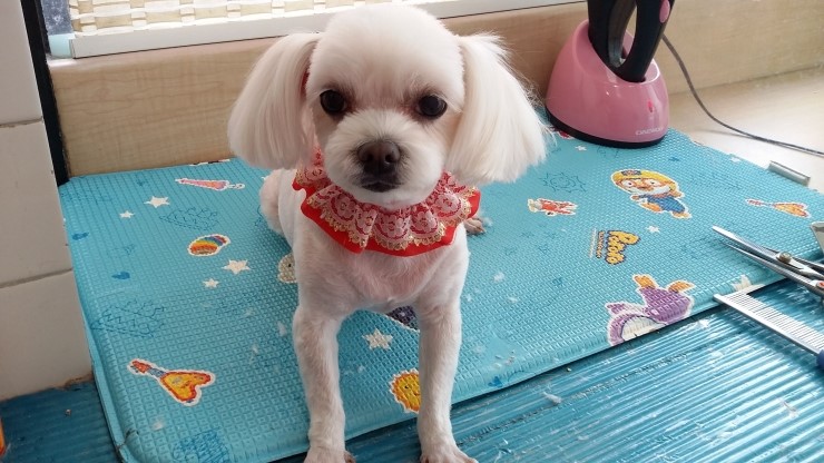 뽀삐미용실 이미지