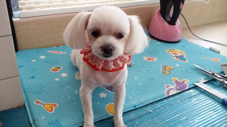 뽀삐미용실 이미지