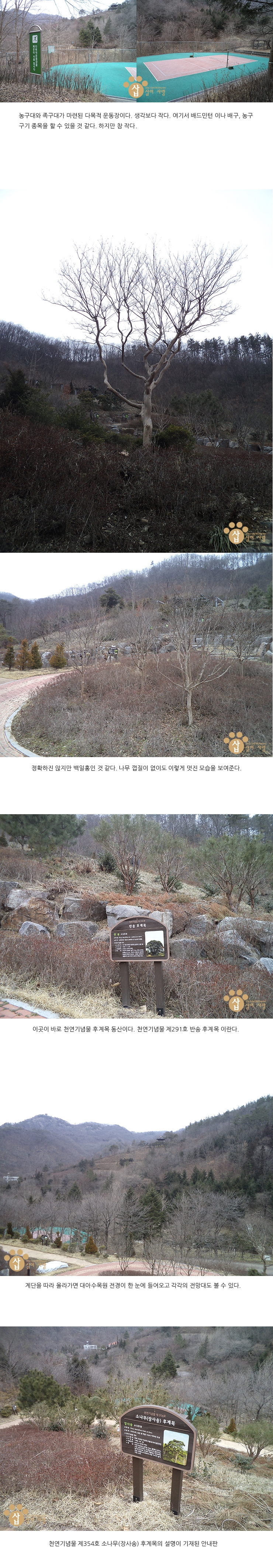 수목 비교 관찰원 이미지
