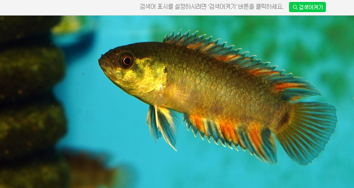 아도슈퍼 이미지