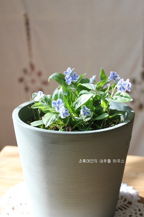 봄꽃에서첫눈까지 이미지