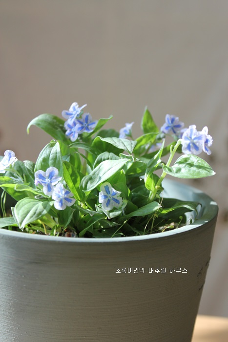 봄꽃에서첫눈까지 이미지