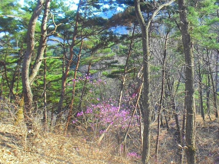 미숭산자연휴양림 이미지
