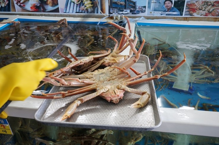 영덕대게 이미지
